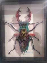 Lucanus Cervus Stag Beetle